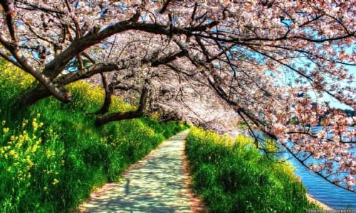 Main Spring Nature Images