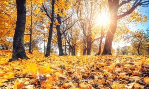 Autumn 1 - Key Information