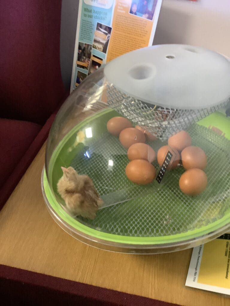 Chicks in Year 1!