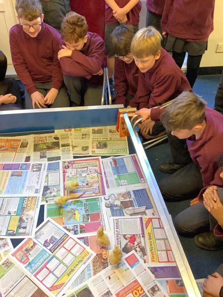 Cuddles with the chicks!