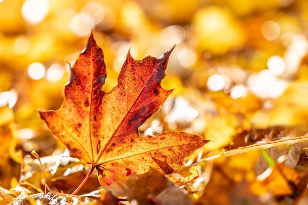 Autumn 1 - Key Information